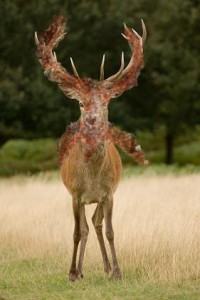 Deer Stag Head-on
